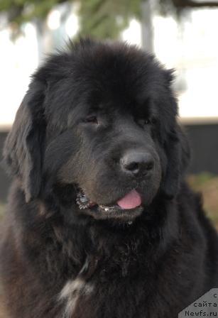 Фото: ньюфаундленд Sent Djons Zanna D'Ark (Сент Джонс Жанна Д'Арк)