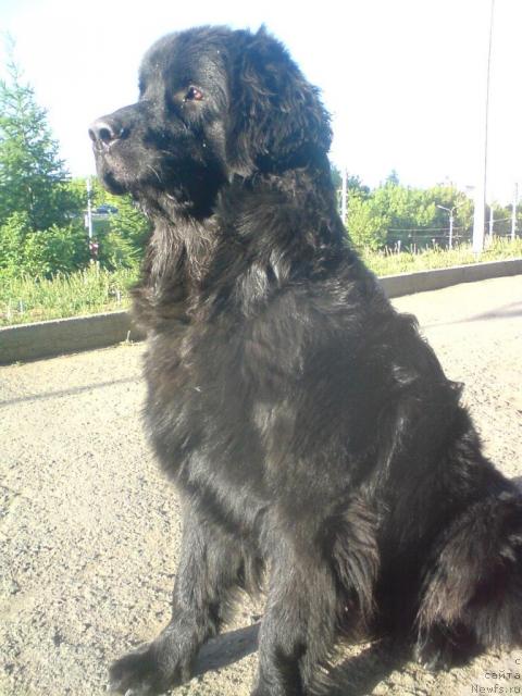 Фото: ньюфаундленд Jelannyiy Podarok ot Marleon Dusvik (Желанный Подарок от Марлеон Дусвик)