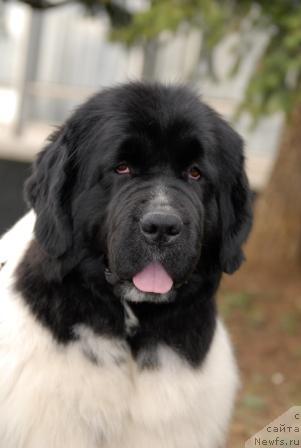 Фото: ньюфаундленд Deshabillez Moi de L'Iliade et L'Odyssee