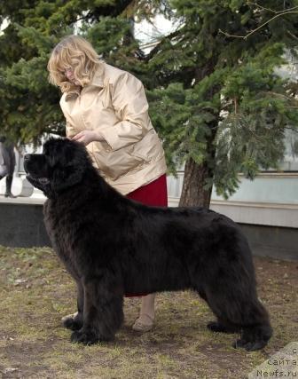 Фото: ньюфаундленд Sent Djons Romance of Love (Сент Джонс Романсе оф Лав)