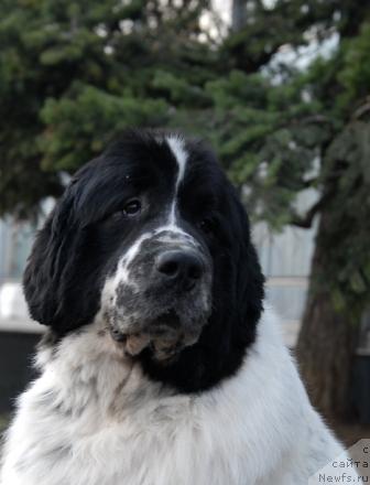 Фото: ньюфаундленд Kloofbears Lancelot for Sent Djons