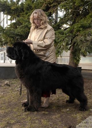 Фото: ньюфаундленд Kloofbears My Dream for Sent Djons