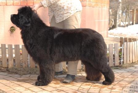 Фото: ньюфаундленд Sent Djons Rose for Me (Сент Джонс Роуз фо Ми)