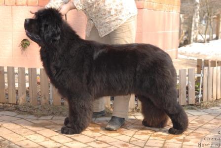 Фото: ньюфаундленд Sent Djons Rose for Me (Сент Джонс Роуз фо Ми)