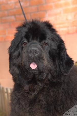 Фото: ньюфаундленд Sent Djons Rose for Me (Сент Джонс Роуз фо Ми)