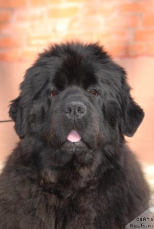 Фото: ньюфаундленд Sent Djons Rose for Me (Сент Джонс Роуз фо Ми)