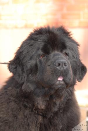 Фото: ньюфаундленд Sent Djons Rose for Me (Сент Джонс Роуз фо Ми)