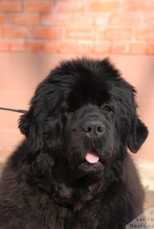 Фото: ньюфаундленд Sent Djons Rose for Me (Сент Джонс Роуз фо Ми)