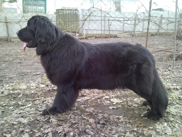 Фото: ньюфаундленд Puma Almas-Alana