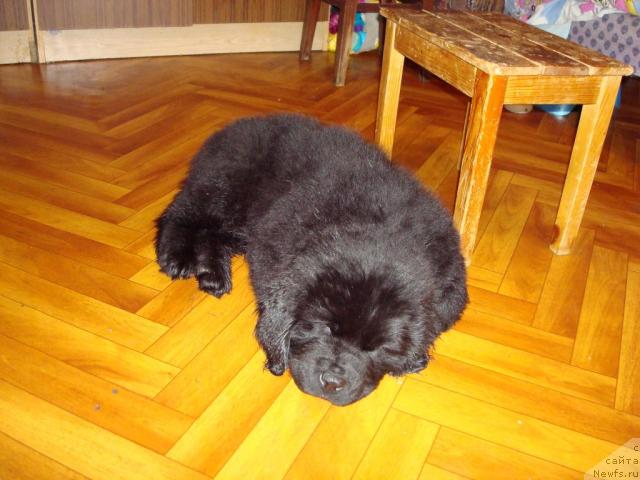 Фото: ньюфаундленд Smigar Dar Bojiy (Смигар Дар Божий)