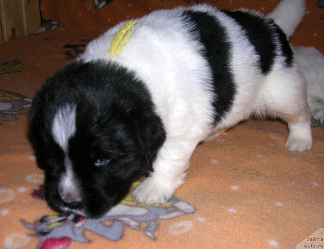 Фото: ньюфаундленд Plyushevaya Panda Ledi Gamil'ton (Плюшевая Панда Леди Гамильтон)