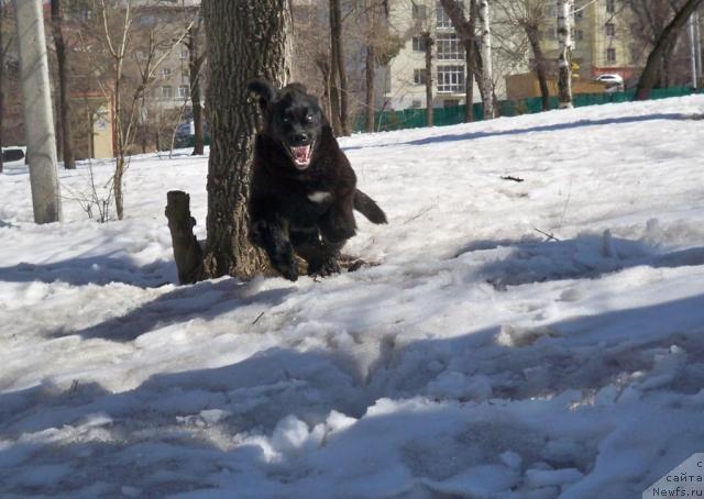 Фото: ньюфаундленд Super Premium Eliseyskaya Polyana (Супер Премиум Елисейская Поляна)