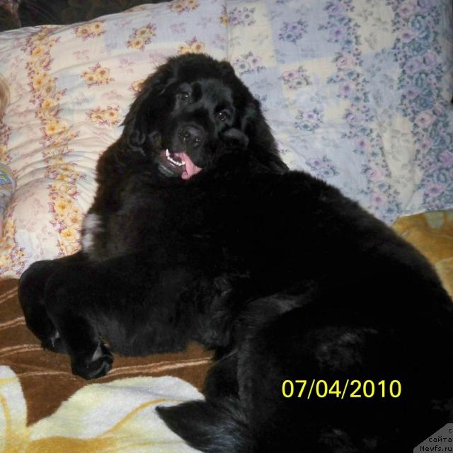 Фото: ньюфаундленд Super Premium Eliseyskaya Polyana (Супер Премиум Елисейская Поляна)