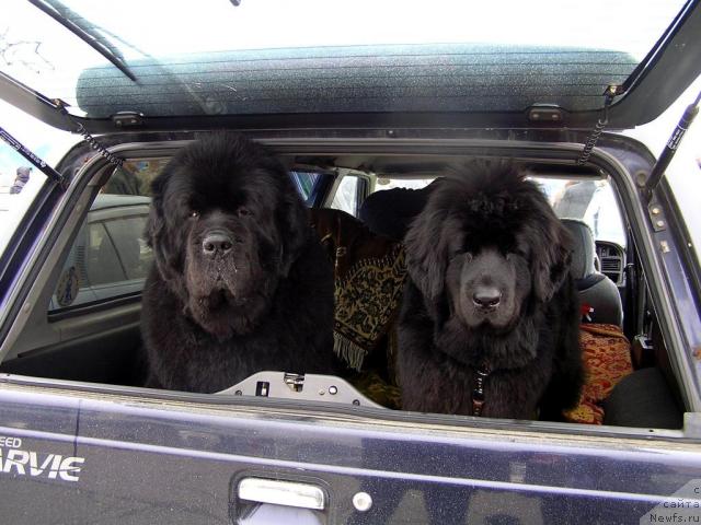 Фотография № 40498