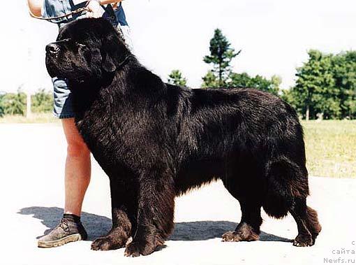 Фото: ньюфаундленд Smigar Oldaiv (Смигар Олдайв)