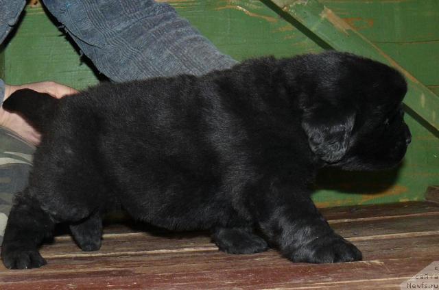 Фото: ньюфаундленд Pchiolkin Dom Dikaya Orhideya (Пчёлкин Дом Дикая Орхидея)