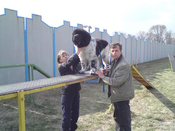 Фото: ньюфаундленд Plyushevaya Panda Stil'-Sankt-Peterburga (Плюшевая Панда Стиль-Санкт-Петербурга)