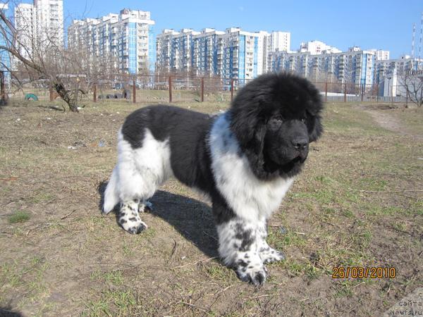 Фото: ньюфаундленд Plyushevaya Panda Stil'-Sankt-Peterburga (Плюшевая Панда Стиль-Санкт-Петербурга)