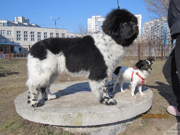 Фото: ньюфаундленд Plyushevaya Panda Stil'-Sankt-Peterburga (Плюшевая Панда Стиль-Санкт-Петербурга)