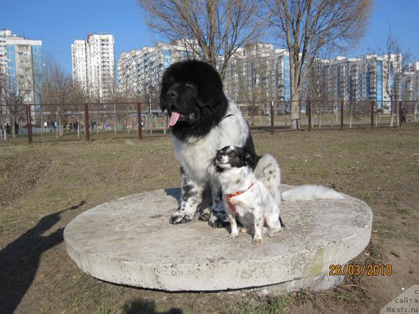 Фото: ньюфаундленд Plyushevaya Panda Stil'-Sankt-Peterburga (Плюшевая Панда Стиль-Санкт-Петербурга)