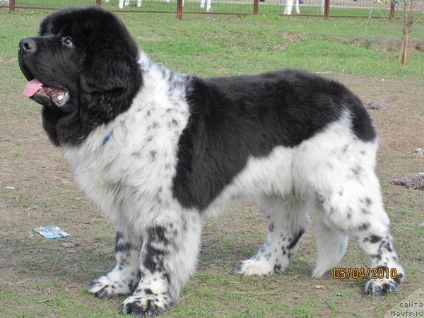 Фото: ньюфаундленд Plyushevaya Panda Stil'-Sankt-Peterburga (Плюшевая Панда Стиль-Санкт-Петербурга)