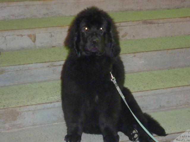 Фото: ньюфаундленд Anabel' Golden Hyot Byel' Kane (Анабель Голден Хёт Бэль Кане)