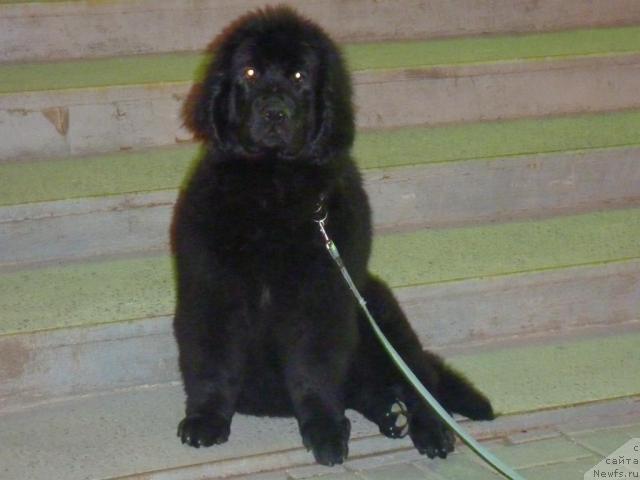Фото: ньюфаундленд Anabel' Golden Hyot Byel' Kane (Анабель Голден Хёт Бэль Кане)