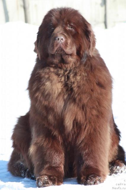 Фото: ньюфаундленд Mega Star iz Arkaima (Мега Стар из Аркаима)