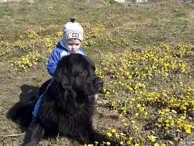 Фото: ньюфаундленд Portos Velikolepnyiy (Портос Великолепный)
