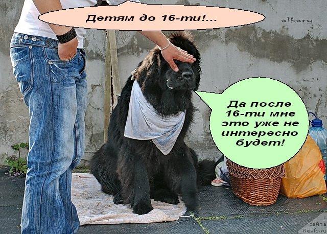 Фото: ньюфаундленд Beguschaya po Volnam VIP (Бегущая по Волнам Вип)