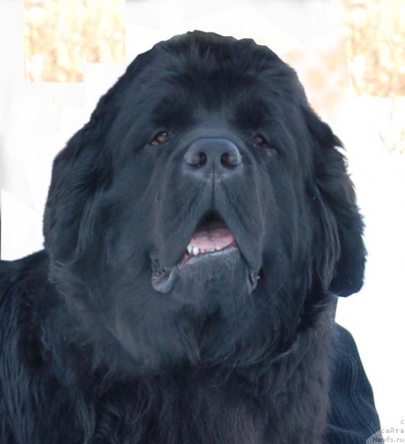 Фото: ньюфаундленд Berta (Берта)