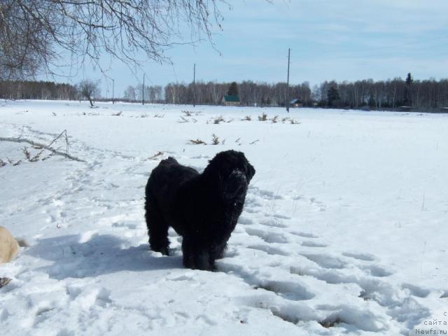 Фото: ньюфаундленд Yarada iz Sibirskoy Glubinki (Ярада из Сибирской Глубинки)