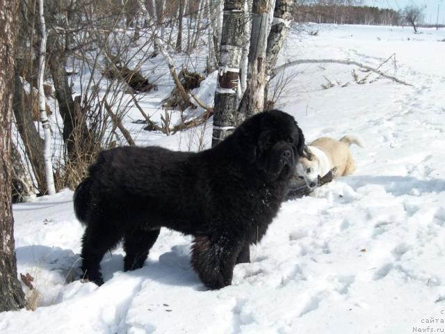 Фото: ньюфаундленд Karat iz Medvejyego Yara (Карат из Медвежьего Яра)