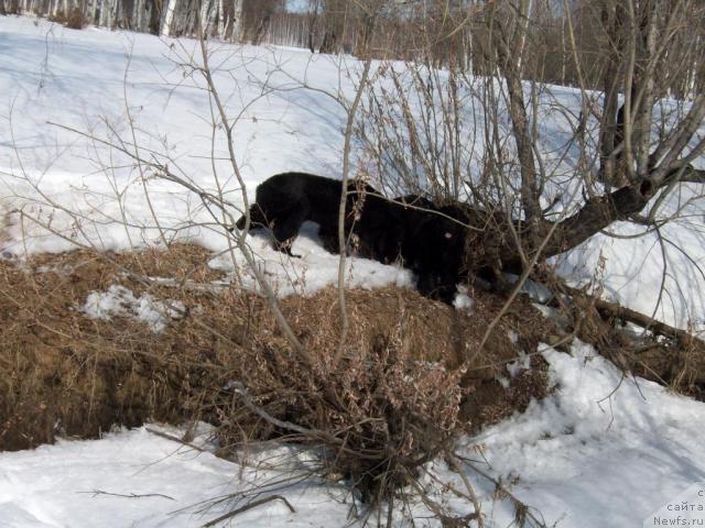 Фото: ньюфаундленд Karat iz Medvejyego Yara (Карат из Медвежьего Яра)