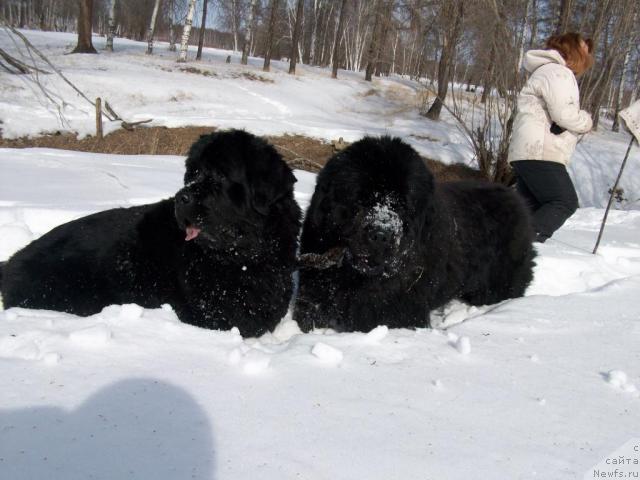 Фото: ньюфаундленд Karat iz Medvejyego Yara (Карат из Медвежьего Яра)