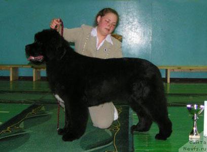 Фото: ньюфаундленд Marfa Dlja Tihogo Omuta iz Plemeni Kedra (Марфа для Тихого Омута из Племени Кедра)