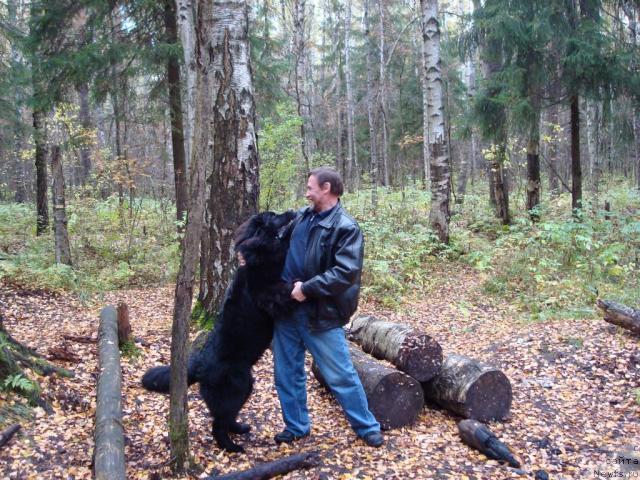 Фото: ньюфаундленд Smigar Dar Bojiy (Смигар Дар Божий)