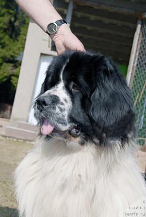 Фото: ньюфаундленд Sent Djons Parad Planet (Сент Джонс Парад Планет)