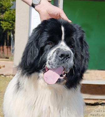 Фото: ньюфаундленд Sent Djons Parad Planet (Сент Джонс Парад Планет)