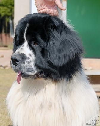 Фото: ньюфаундленд Sent Djons Parad Planet (Сент Джонс Парад Планет)