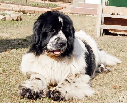 Фото: ньюфаундленд Sent Djons Parad Planet (Сент Джонс Парад Планет)