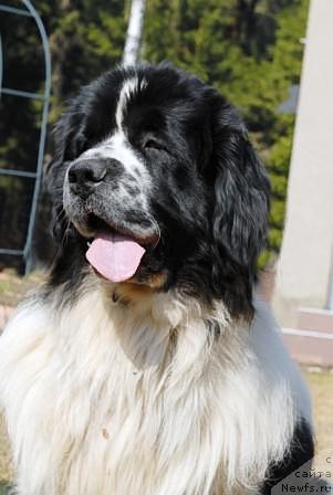 Фото: ньюфаундленд Sent Djons Parad Planet (Сент Джонс Парад Планет)