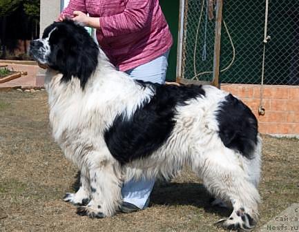 Фото: ньюфаундленд Sent Djons Parad Planet (Сент Джонс Парад Планет)