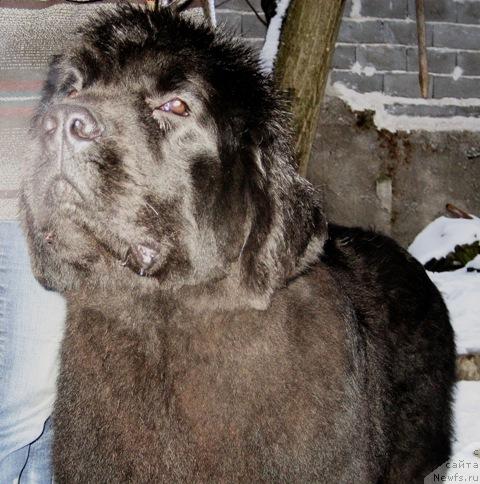 Фото: ньюфаундленд Masterpiece of Balkan Bulgarian Bacchus