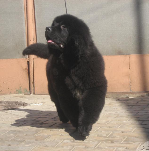 Фото: ньюфаундленд Porter s Berega Dona (Портер с Берега Дона)