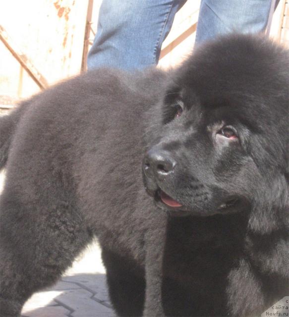 Фото: ньюфаундленд Porter s Berega Dona (Портер с Берега Дона)