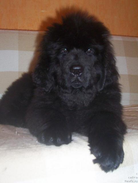 Фото: ньюфаундленд Uyutnaya Dolina Adal'b'erg Konstans (Уютная Долина Адальбьерг Констанс)