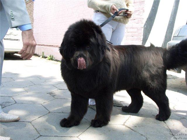 Фото: ньюфаундленд Zhetta Black Magic ot Sibirskogo Medvedja (Жетта Блэк Меджик от Сибирского Медведя)