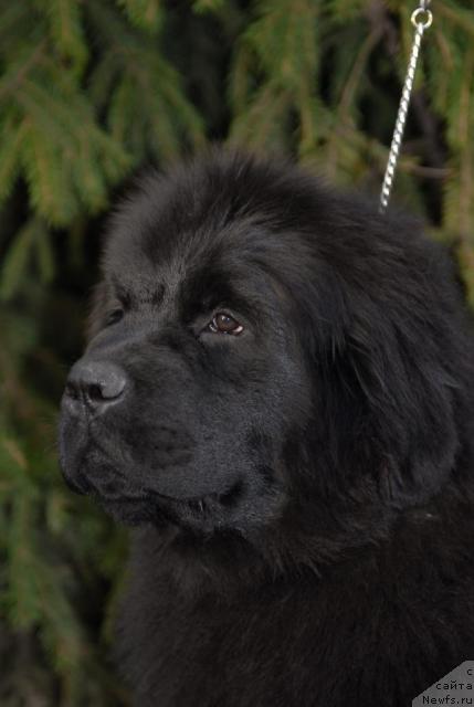 Фото: ньюфаундленд Akvatoriya Kelvin Koroleva Margo (Акватория Келвин Королева Марго)