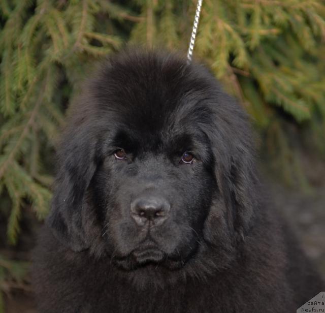 Фото: ньюфаундленд Akvatoriya Kelvin Koroleva Margo (Акватория Келвин Королева Марго)